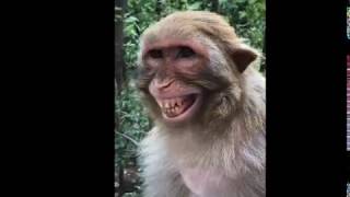 Download lagu TIKTOK MONYET LUCU mp3