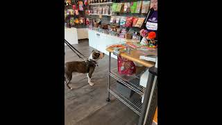 Video preview image #1 American Staffordshire Terrier-Unknown Mix Puppy For Sale in Decatur, GA, USA