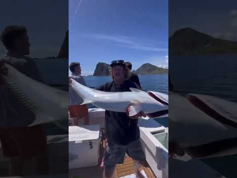 !! Big New Zealand Kingfish !!                      #fishing #fish #explore #bluewaterbrothers