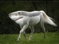 25 Hybrid Animals Species Made In Photoshop