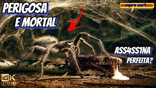 Aranhas BRUTAIS:A Predadora Mais Perigosa Do Mundo Dos INSETOS - Documentário 300k