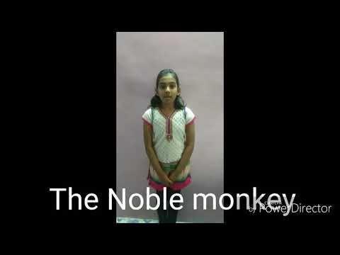 The Noble monkey