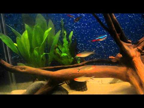 22nd September tropical tank update now with Leopard Corydoras Catfish