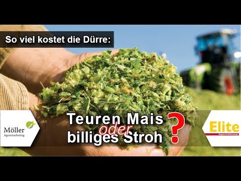 Maisernte 2021 - Soll Milchviehbetrieb teure Maissilage oder Stroh kaufen oder Kühe verkaufen?