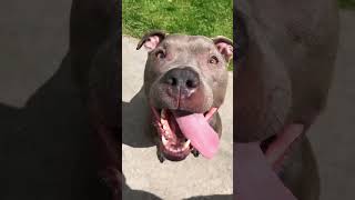 Video preview image #1 American Pit Bull Terrier-Unknown Mix Puppy For Sale in Chandler, AZ, USA