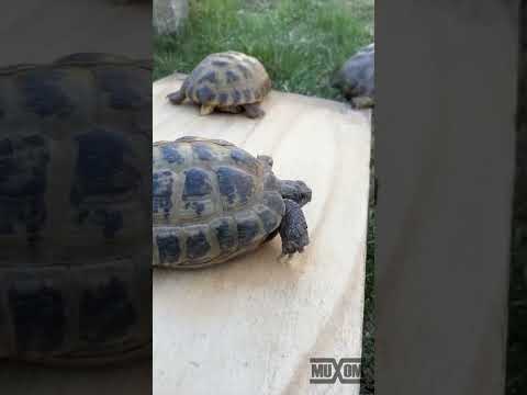 Auswinterung der Schildkröten im Frühling!