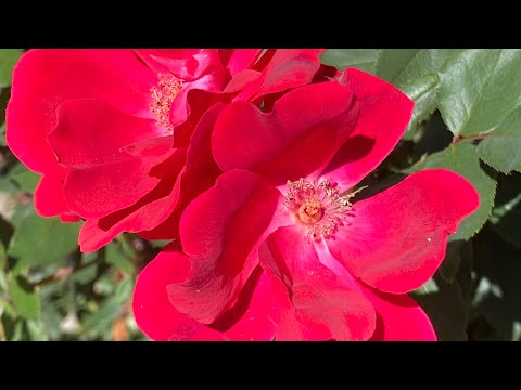 サントペ礼拝堂 - 定義