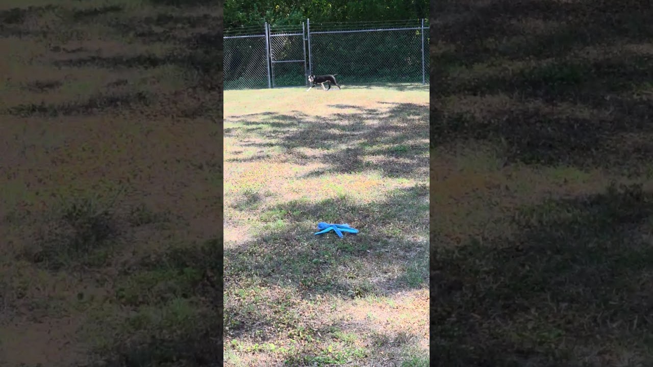 Sammie, a Adoptable Pit Bull Terrier in Rocky Mount, NC video 2/2