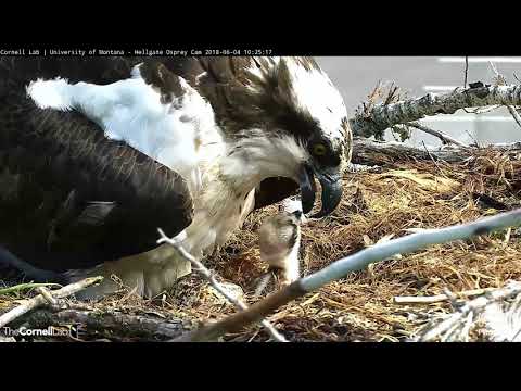 Hellgate Osprey Chick's First Feeding is a Family Affair (long clip) – June 4, 2018