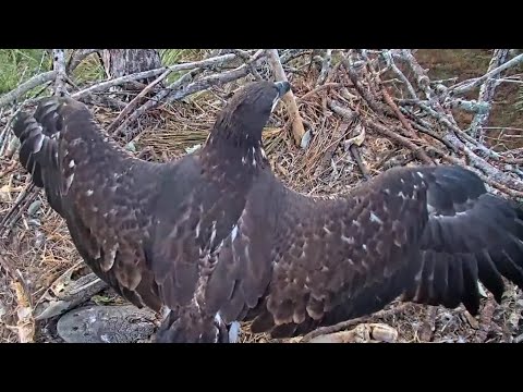 SWFL | E19 & E20 Morning with wing practice | Mar 9, 22