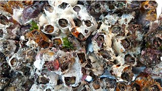 [問卦] 今年中秋節烤肉，改烤藤壺會怎樣？