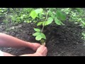 Planter un framboisier - Plantation darbuste.