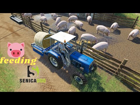 UTH19 - Pig Feeding on Small farm Slovenia