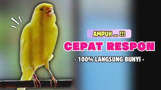 Download lagu Suara PANCINGAN Kenari PAUD Belajar Bunyi Ngeriwik || Masteran Kenari Paud #642 mp3