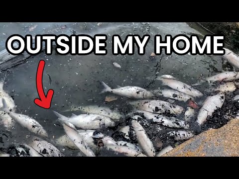 The Devastating Reality of Water Pollution Crisis | Vibepedia
