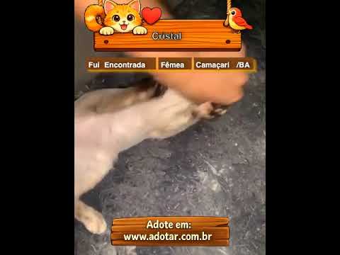Vídeo de Cristal