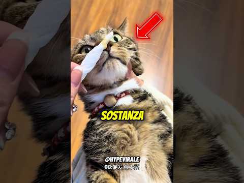 Come LIBERARE il NASO al tuo GATTO🤧🙀 #shorts