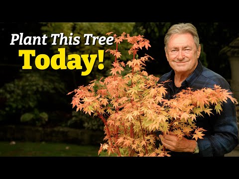 The One Tree That Transforms Any Garden | My Top 5 Japanese Maples!