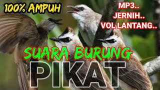 Download lagu Suara pikat trucukan ribut||Pikat semua trucukan liar mp3
