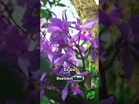 Buenavista - Boyaca.