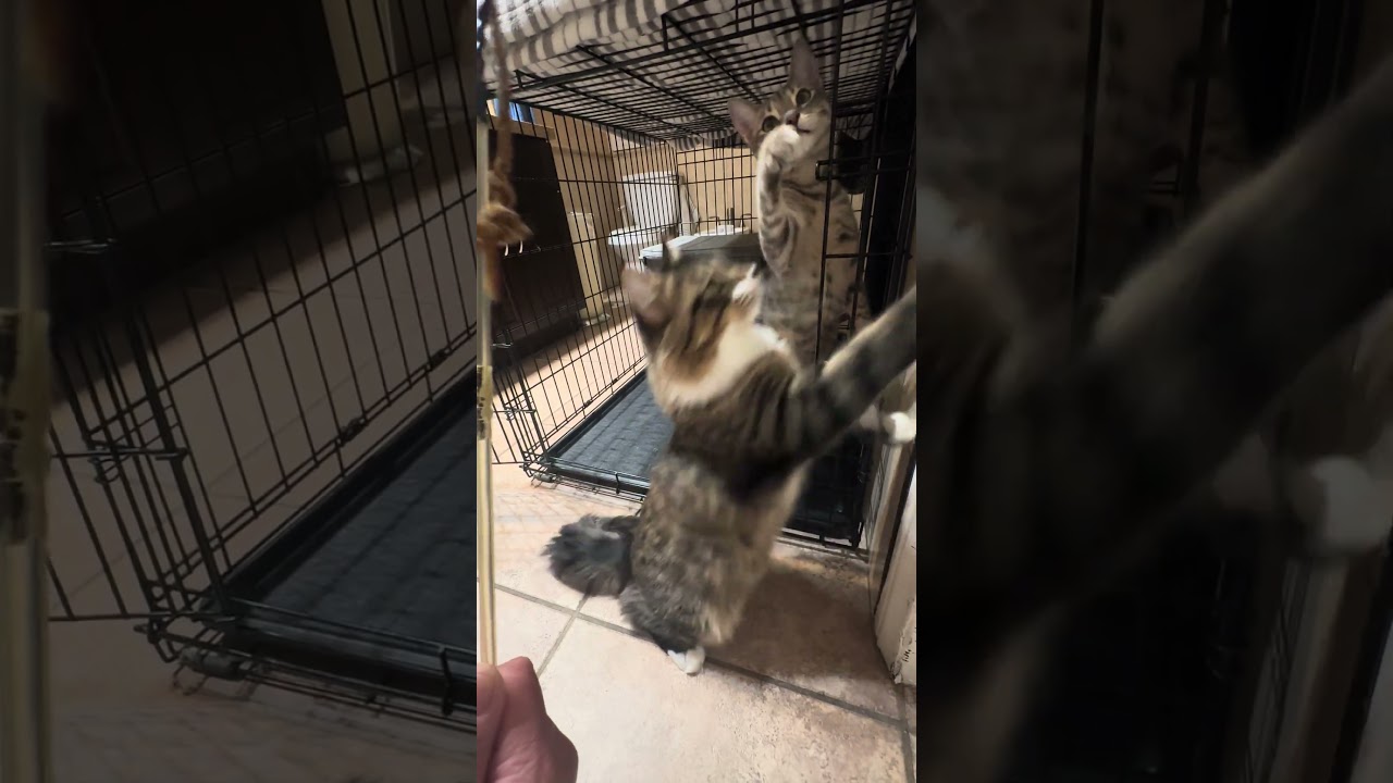 Hope, a ADOPTABLE American Shorthair in North Hollywood, CA video 6/6