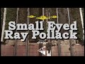 ALIEN INVASION FLEET - Small Eyed Ray Pollack
