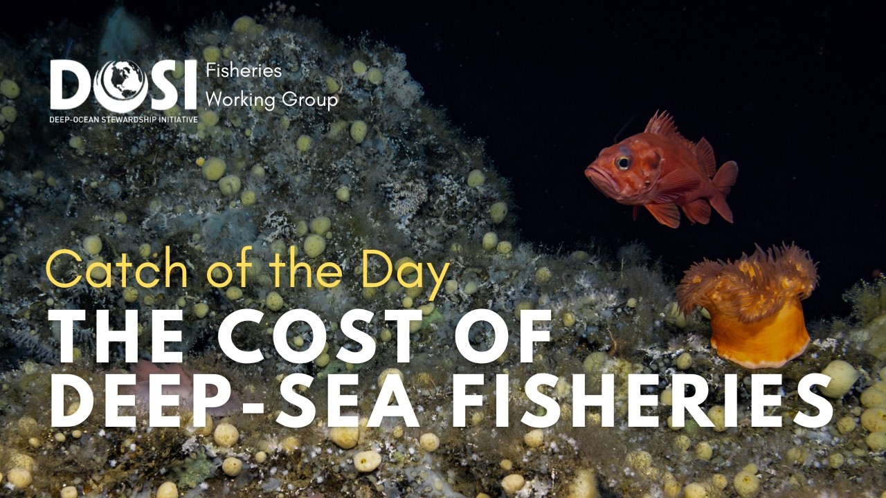 Catch of the Day: The Cost of Deep-Sea Fisheries