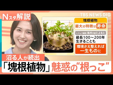 塊根植物」のYahoo!リアルタイム検索 - X（旧Twitter）をリアルタイム検索