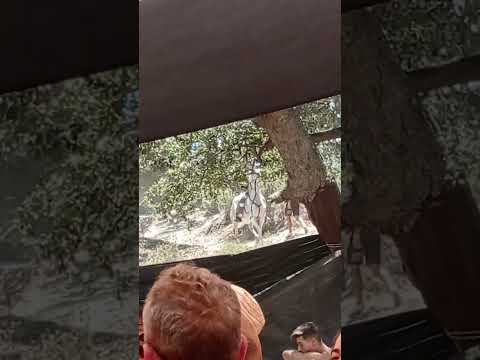 Magic Dwarfs 15.07.2023 - Tuga Natura - White horse! @ Fluffkin live