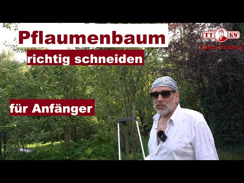 Pflaumenbaum richtig schneiden für Anfänger! Wann Zwetschge, Mirabelle oder Pflaume zurückschneiden