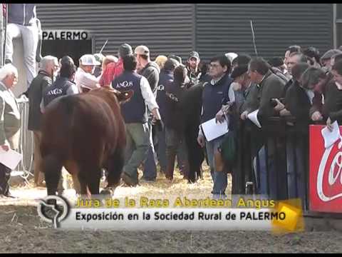 Clip de la Jura de Jersey y de Angus en Palermo 2017