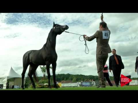N.45 PROMETHEUS CW - Chantilly 2017 World Cup - 2 Years Old Colts (Class 7)