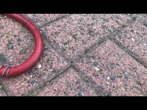 Pavement Ants Forage Far in Red Bank, NJ