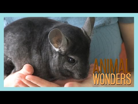 Chinchillas! What, Where, and How