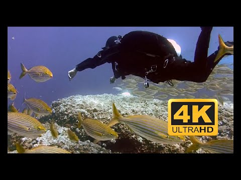 Scuba diving relaxing video, Soothing Relaxation, sleep, spa realx, 4k video