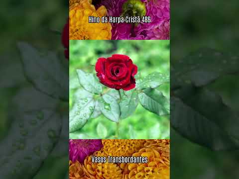 Hino da Harpa Cristã 486 Vasos Transbordantes ❤❤️‍🔥❤❤️‍🔥❤❤️‍🔥