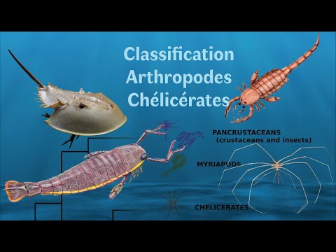 pinworm férgek tünetei nőknél gyógyszerek férgek szoptatásához