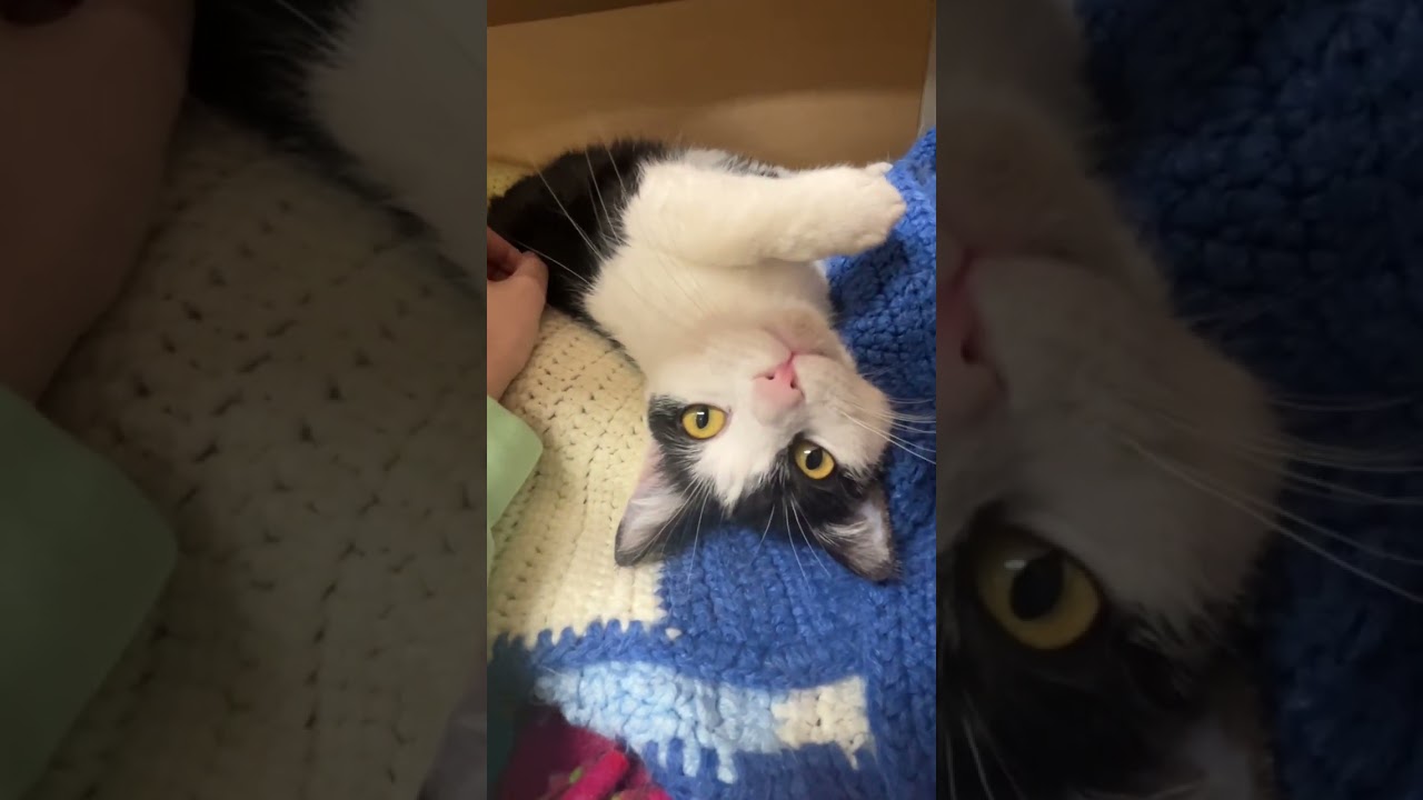 Semeru, a Adoptable Domestic Medium Hair in Brookfield, WI video 6/6