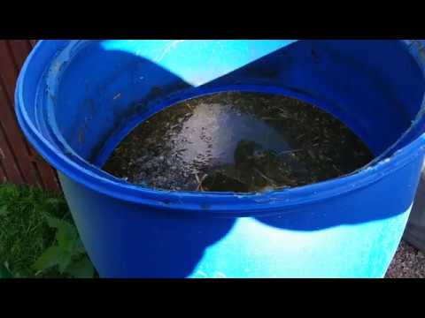 Näringsvattna med nässelvatten