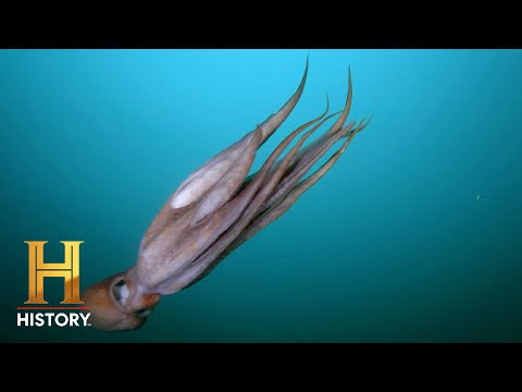 Alien DNA Found in Octopus Genetics | Ancient Aliens | History