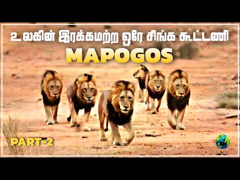 Mapogos | உலகின் இரக்கமற்ற சிங்க கூட்டணியின் கதை | Part-2 | Mapogo Lions Story | Tamil | BioWorld