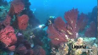 preview picture of video 'Immersione naturalistica a Santo Stefano al Mare (IM) : Il Canyon'