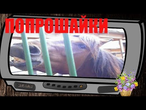 ✔ BEGGARS  ✔ ПОПРОШАЙКИ