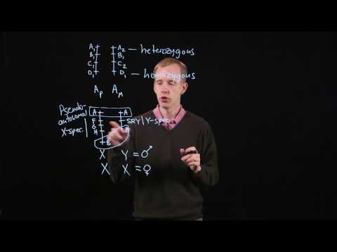 Autosomes and Sex Chromosomes
