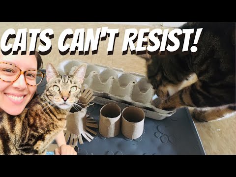 6 easy DIY toilet paper roll cat toys