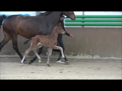 *2019 Stute von Morricone - Licotus