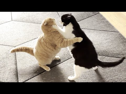 Cat Fight In Slow Motion