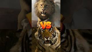 Leão vs tigre, qual é o mais forte? #animals