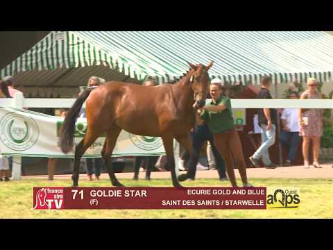 Show AQPS 2018 Lot 71 - GOLDIE STAR