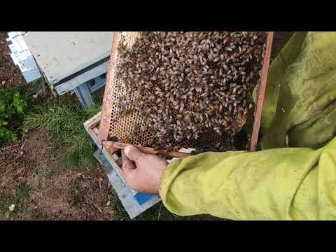Пчеловодство. Когда и как расширять отводок пчёл. Развитие двух рамочного отводка за 11 дней. #Пчелы